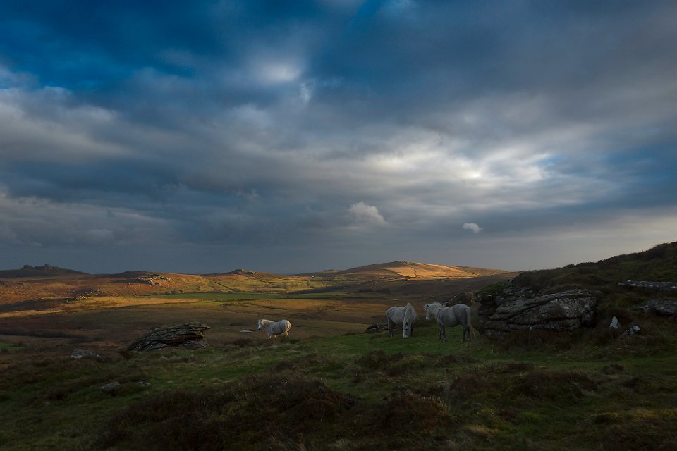white horses